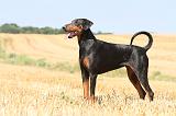 DOBERMANN 951